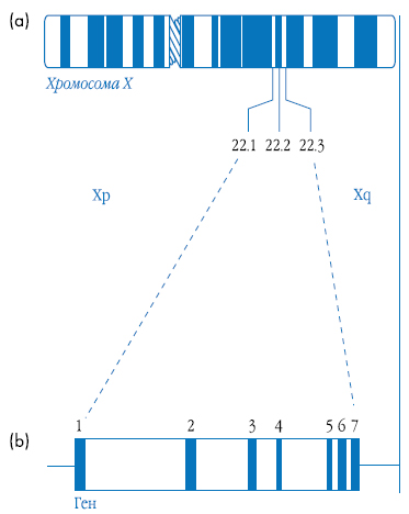Рис. 7. (a) Диаграмма, иллюстрирующая G-полосы на X хромосоме человека и расположение локуса Xq22. (б) Структура гена GLA gene. Адаптировано с разрешения Bishop et al. (1988)