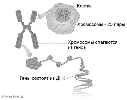 Рисунок 1. Гены, хромосомы и ДНК