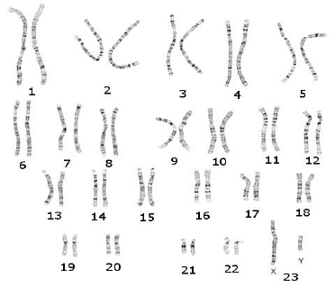 Рисунок 2. 23 пары хромосом,  распределенные по размеру; хромосома под номером 1 - самая большая. Две  последние хромосомы - половые.